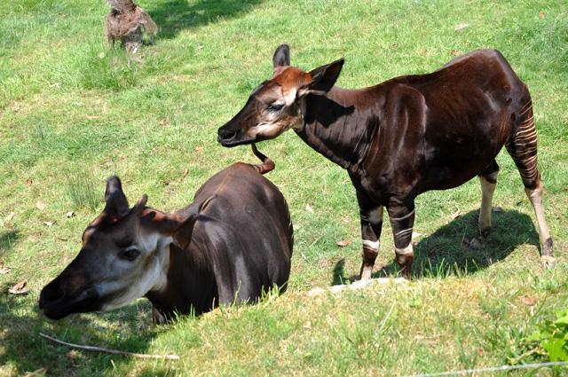 min 2013 07 06 beauval 257